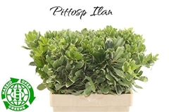 Pittosporum Tobira Ilan 60cm