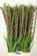 Gladiolus Fat Boy 110cm 180gr.