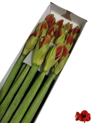 Hippeastrum Ferrari 65cm