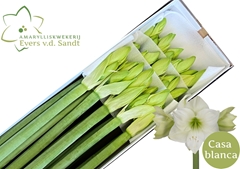 Hippeastrum Casablanca 80cm