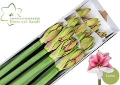 Hippeastrum Lieve 70cm