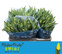 Tulip Single Strong Gold 40cm 30gr.