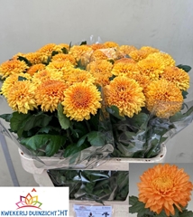Chrysanth Single Marielle Bronze 80cm 110gr.