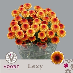 Chrysanth Spray Lexy 70cm 80gr.