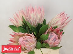 Protea Cynaroides Sandra 40cm