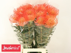Leucospermum Succession 80cm