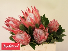 Protea Cynaroides Madiba 40cm
