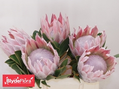 Protea Cynaroides Mabel 40cm