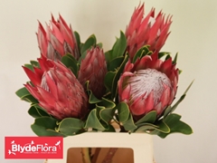 Protea Cynaroides Madiba 60cm
