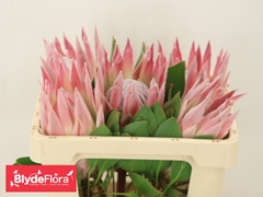 Protea Cynaroides Sandra 50cm