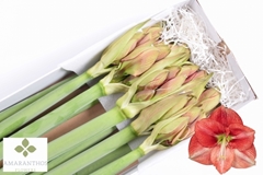 Hippeastrum Coral Flame 90cm