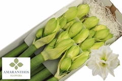 Hippeastrum Double White Symphony 80cm