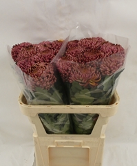 Chrysanth Single Bigoudi Red 80cm 110gr.