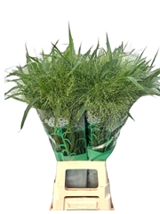 Panicum Fontaine 70cm