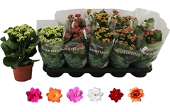 Kalanchoe Double Rosaline Mix 12Ø 27cm