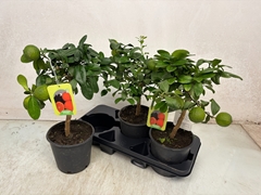 Citrus Limetta 17Ø 54cm