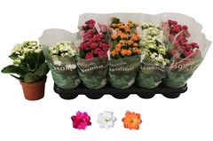 Kalanchoe Double Rosaline Mix 12Ø 27cm