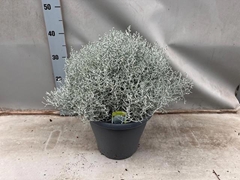 Leucophyta Brownii Challenge 26Ø 45cm