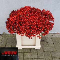 Rosa Mandarin Hiphop 60cm