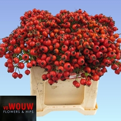 Rosa Mandarin Hiphop 35cm
