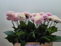 Dahlia Wizard Of Oz 60cm