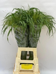 Panicum Fontaine 75cm
