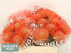 Leucospermum Succession 35cm