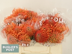 Leucospermum Ayoba Mandarin Zest 30cm