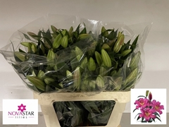 Lily Oriental Starfighter 70cm 3+