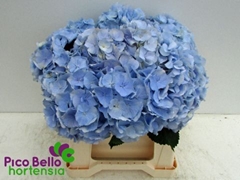 Hydrangea Verena Blue 40cm 13-15cm Hd