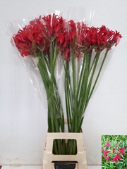 Nerine Magenta Charm 85cm