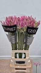 Nerine Lady Ann 75cm