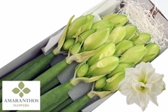 Hippeastrum Double White Symphony 75cm