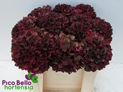 Hydrangea Rubyred Classic 50cm 16-18cm Hd
