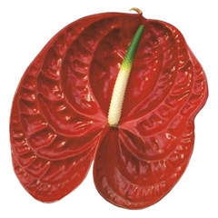 Anthurium Calisto 7cm Hd