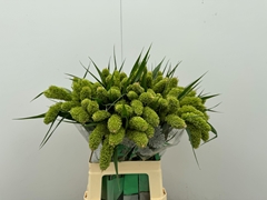 Setaria Italica Volle Melk 65cm