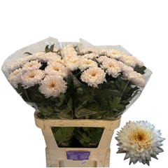 Chrysanth Single Yeti White 80cm 85gr.