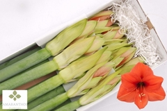 Hippeastrum Desire 85cm