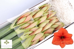 Hippeastrum Desire 80cm