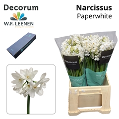 Narcissus Spray Ziva 45cm