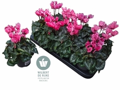 Cyclamen Victoria Salmon 12Ø 25cm