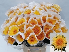 Chrysanth Single Spider Cuivre 80cm 85gr.