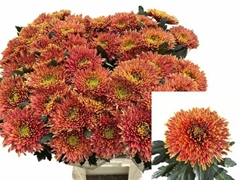 Chrysanth Single Tula Carmella 80cm 95gr.