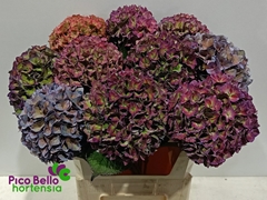 Hydrangea Rodeo Red Classic 80cm 19-21cm Hd