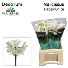 Narcissus Spray Ziva 45cm