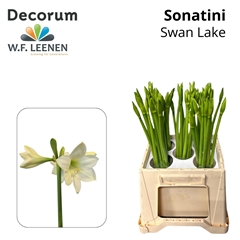 Hippeastrum Swan Lake 55cm