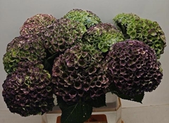 Hydrangea Revolution Classic 80cm 18-20cm Hd