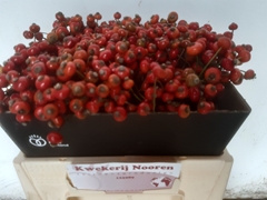 Rosa Red Hooijdonk 35cm