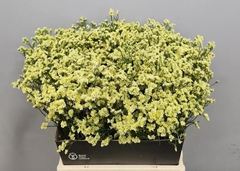 Limonium Sinense Pineapple Diamond 50cm 20gr.