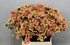 Limonium Sinuatum Royal Orange 50cm 15gr.